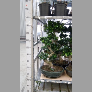 Ficus microcarpa 'Ginseng'