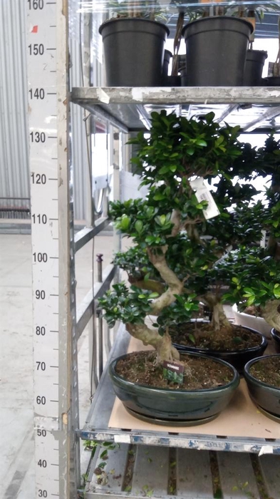 <h4>Ficus microcarpa 'Ginseng'</h4>