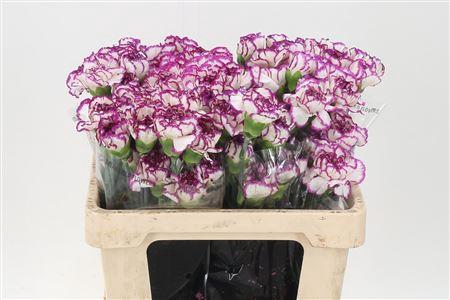 <h4>Di St Std Kino</h4>