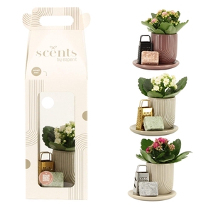 90758: Scents arrangement