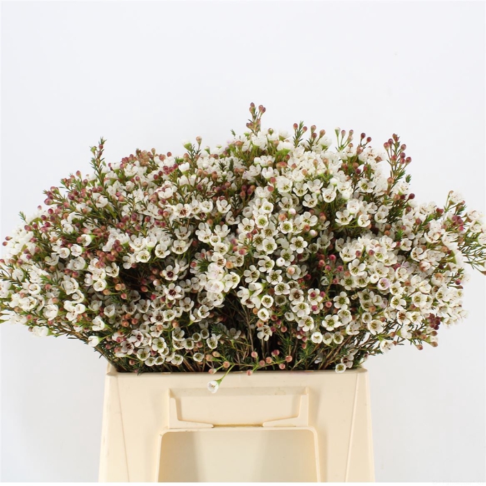 <h4>Chamelaucium  'Maya'</h4>