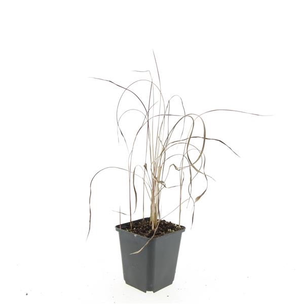 <h4>Imperata cylindrica 'Red Baron'</h4>