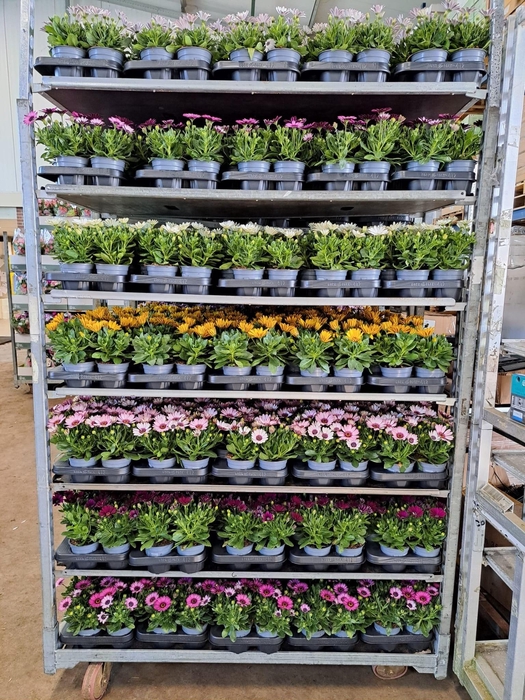 arr8 Osteo Mixk 1 Kleur Per Tray