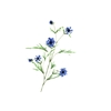 Centaurea Blue