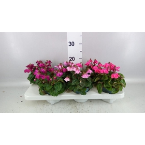 Cyclamen KL 'Petticoat'