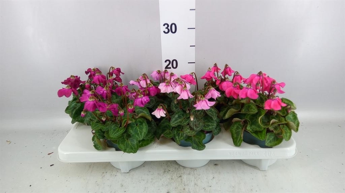 <h4>Cyclamen KL 'Petticoat'</h4>