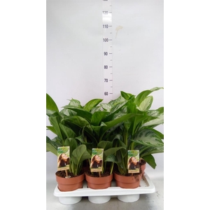 Aglaonema GB 'Silver Bay'