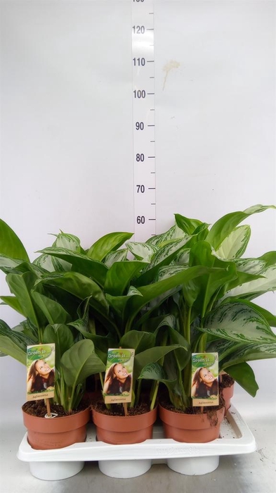 <h4>Aglaonema GB 'Silver Bay'</h4>