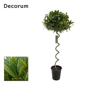 Laurus nobilis Kurketrekker