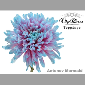 CHR G ANTONOV MERMAID