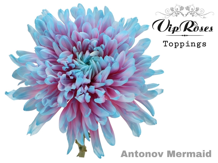 <h4>Chr G Antonov Mermaid</h4>