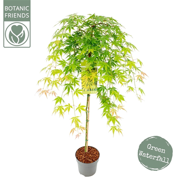 <h4>Acer palm. 'Cascade Emerald' ®</h4>