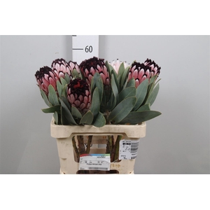 Protea African Didi