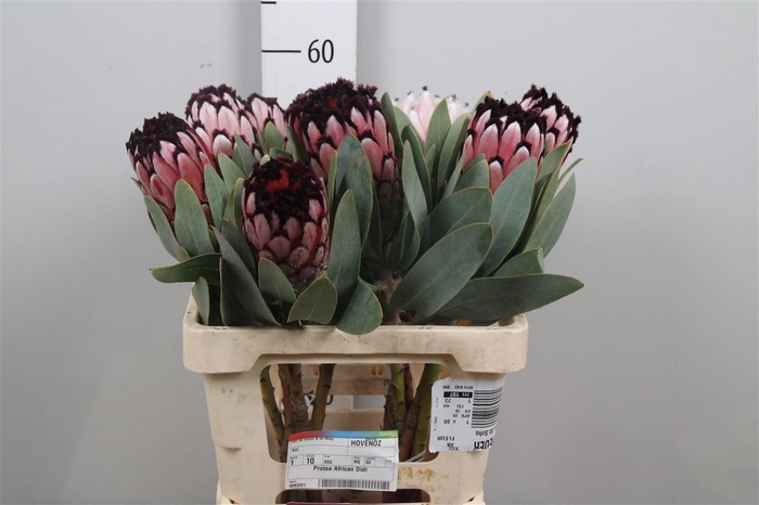 <h4>Protea African Didi</h4>