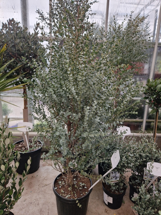 <h4>EUCAL GU AZURA</h4>