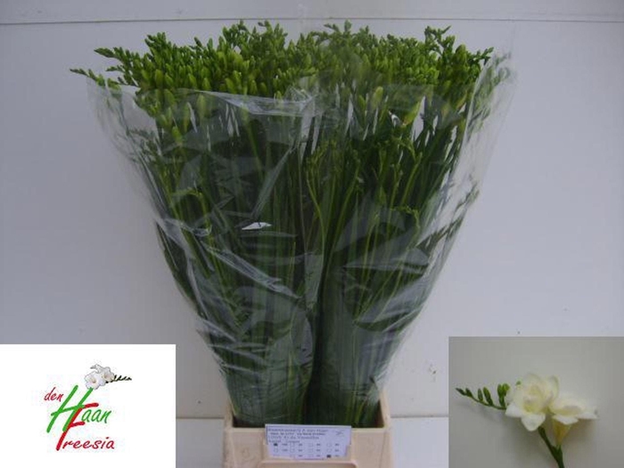 <h4>Freesia du Versailles</h4>