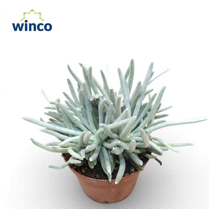 <h4>Senecio Scaposus (Group)</h4>