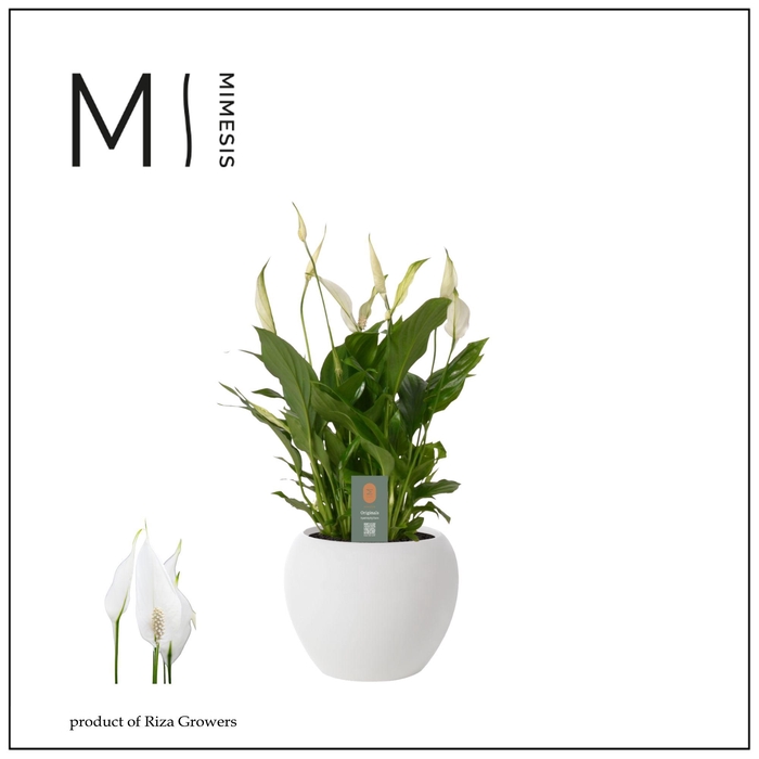 <h4>Spathiphyllum Bellini - 13cm in Bolpot | Mimesis</h4>