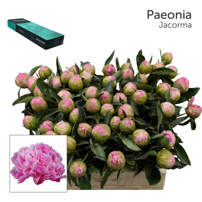 <h4>PAEO L JACORMA Small Box 20</h4>