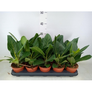 Ficus benghalensis 'Audrey'