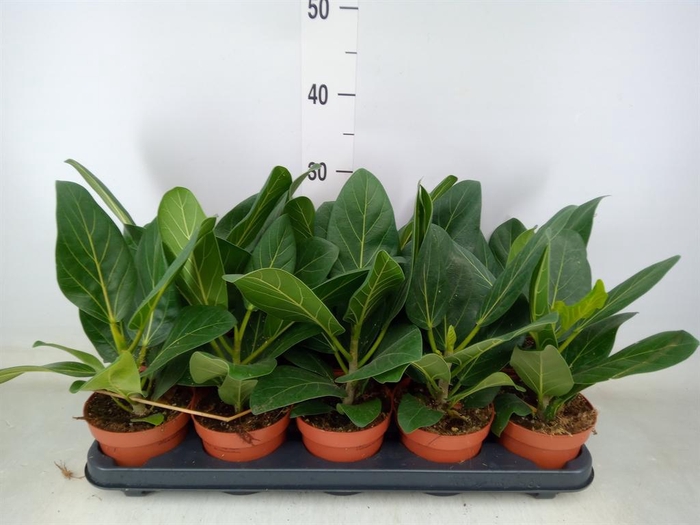 <h4>Ficus benghalensis 'Audrey'</h4>