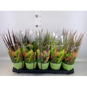 Planten Groen   ...mix  6