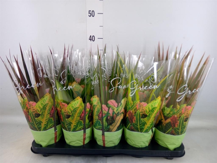 <h4>Planten Groen   ...mix  6</h4>