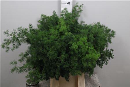 <h4>Asp Umbellatus</h4>