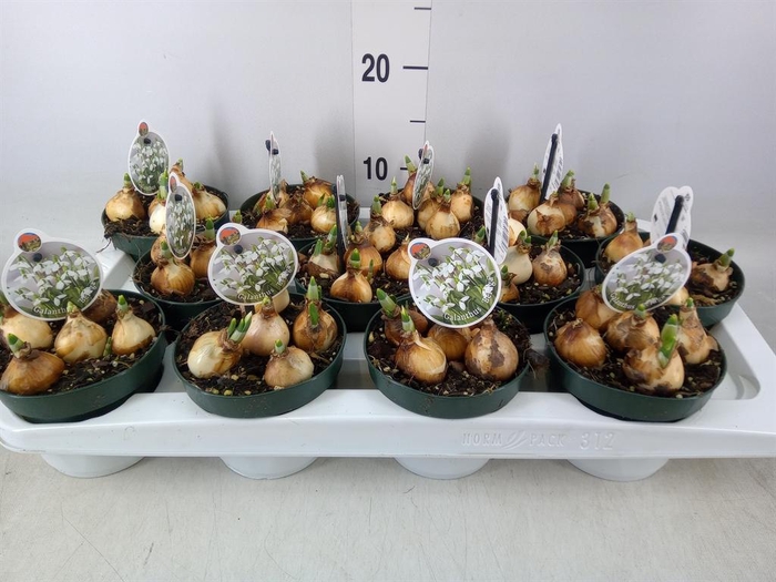 <h4>Galanthus nivalis   ...in pot</h4>