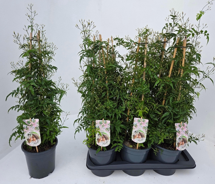 <h4>JASM POLYANTHUM WIT</h4>