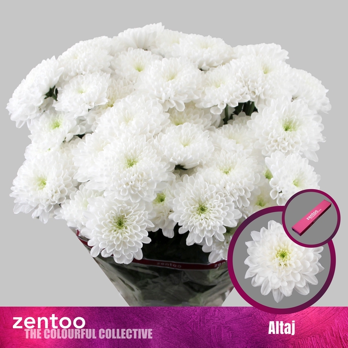 <h4>Chrysanten Chr T Altaj</h4>