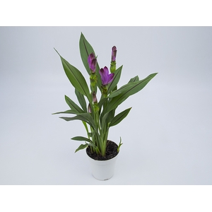 CURCUMA SIAM SUBLIME P12