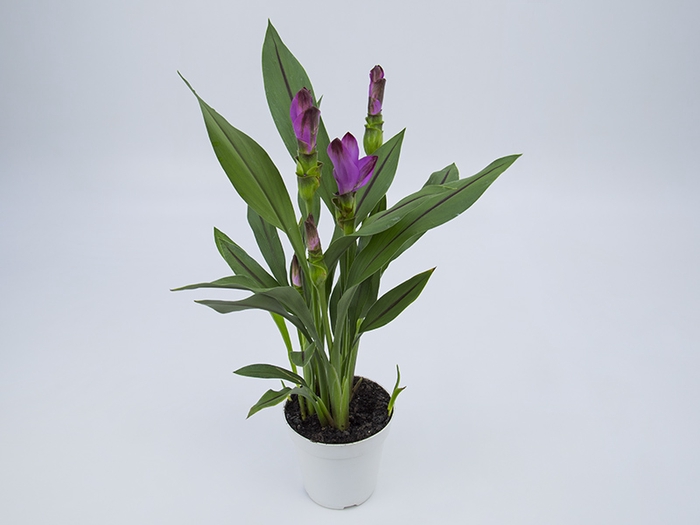 CURCUMA SIAM SUBLIME P12