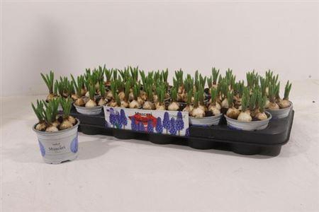 <h4>Muscar Big Smile</h4>