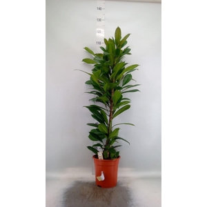 Ficus cyathistipula
