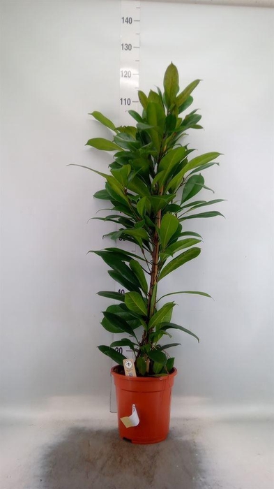<h4>Ficus cyathistipula</h4>