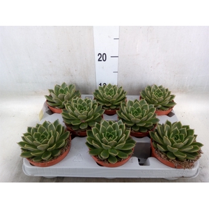 Echeveria   ...not flowering