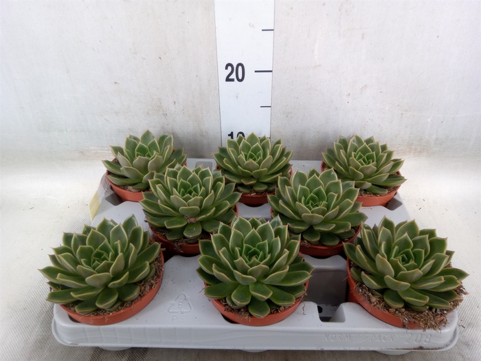 <h4>Echeveria   ...not flowering</h4>