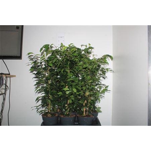 Ficus Benjamina Danielle(r)