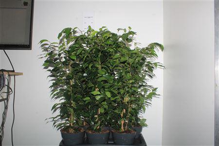 <h4>Ficus Benjamina Danielle(r)</h4>