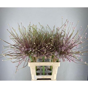 ALLIUM SCHUBERTII