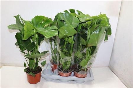Monstera Deliciosa