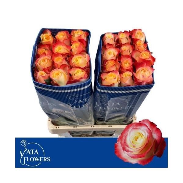 <h4>R gr Cabaret L6 W</h4>