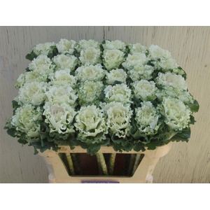 Brassica White Lady