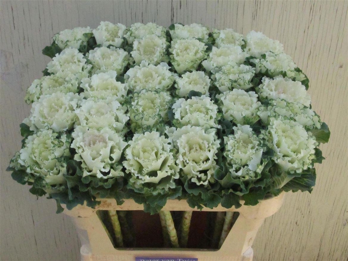 <h4>Brassica White Lady</h4>