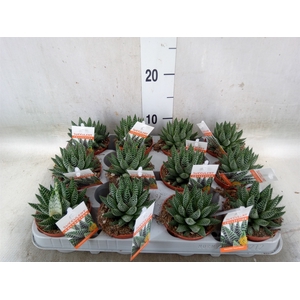 Haworthia   ...