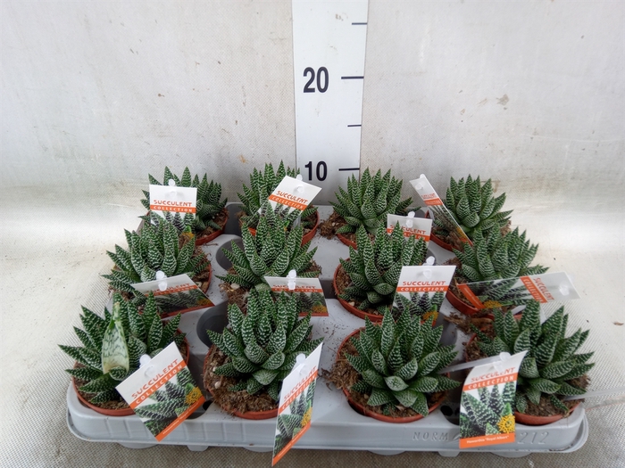 <h4>Haworthia   ...</h4>