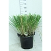 Cortaderia selloana Pumila