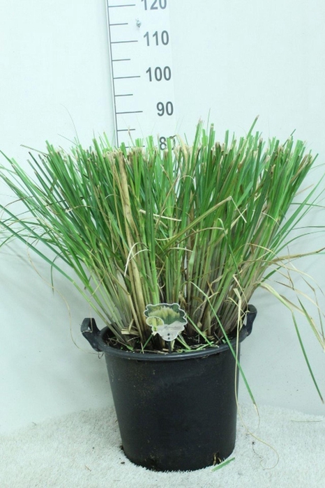 Cortaderia selloana Pumila