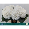 Hydrangea 'Schneeball' 20cm